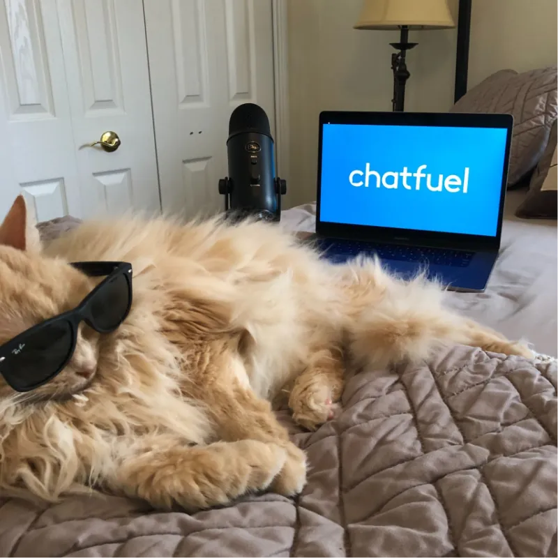 Um gato de óculos escuros ao lado de um notebook com o logo do Chatfuel