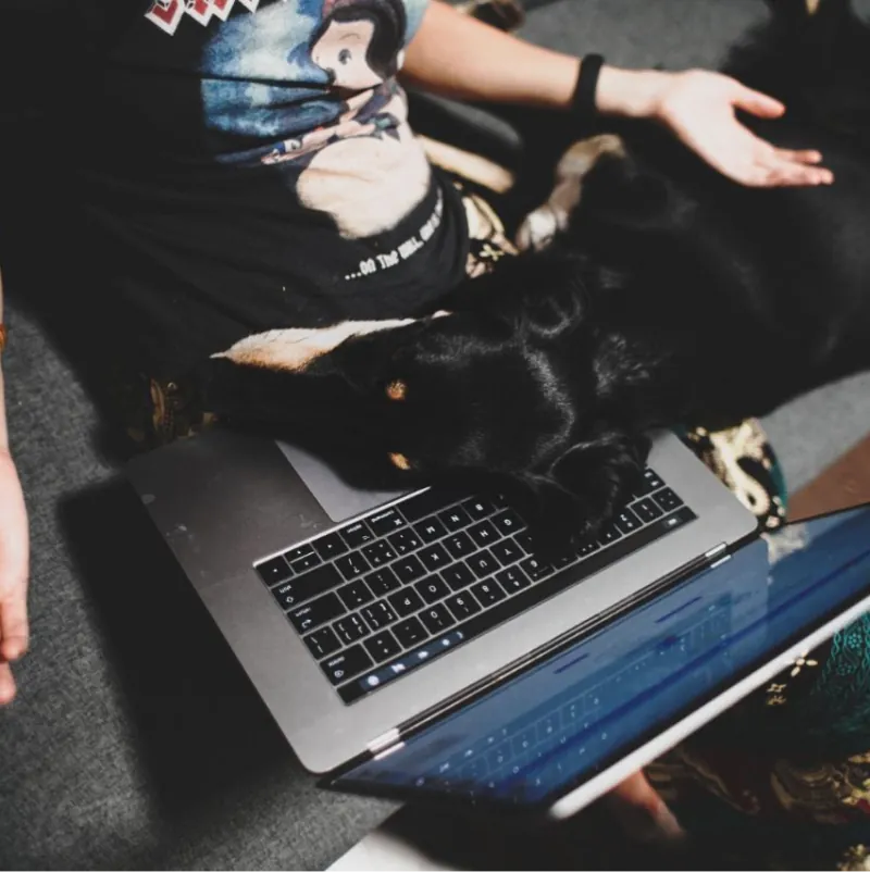 Um gato dormindo no colo de uma pessoa da equipe ao lado de um notebook